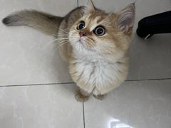 -猫十亿·布偶金渐层·曼基康矮脚猫舍(青年路店)