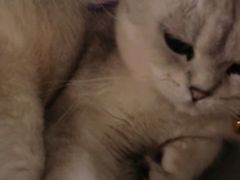 -这儿没有猫·猫咖萌宠馆·撸猫