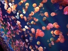 -成都浩海立方海洋公园