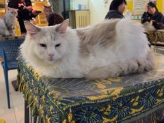 -平行世界·猫咖(首经贸店)