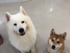 -共舞时光猫咖·狗咖(新街口店)