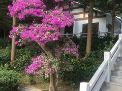 -广州市帽峰山景区