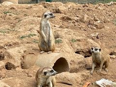 -秦皇岛野生动物园