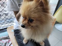 -怪兽屋·羊驼·猫咖·狗咖(俊华广场店)