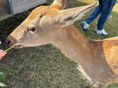 -前小桔亲子创意农场·草莓采摘·露营烧烤