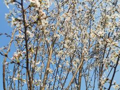 -1点点(清湖地铁店)