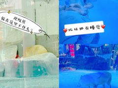 -海合安成都极地海洋公园