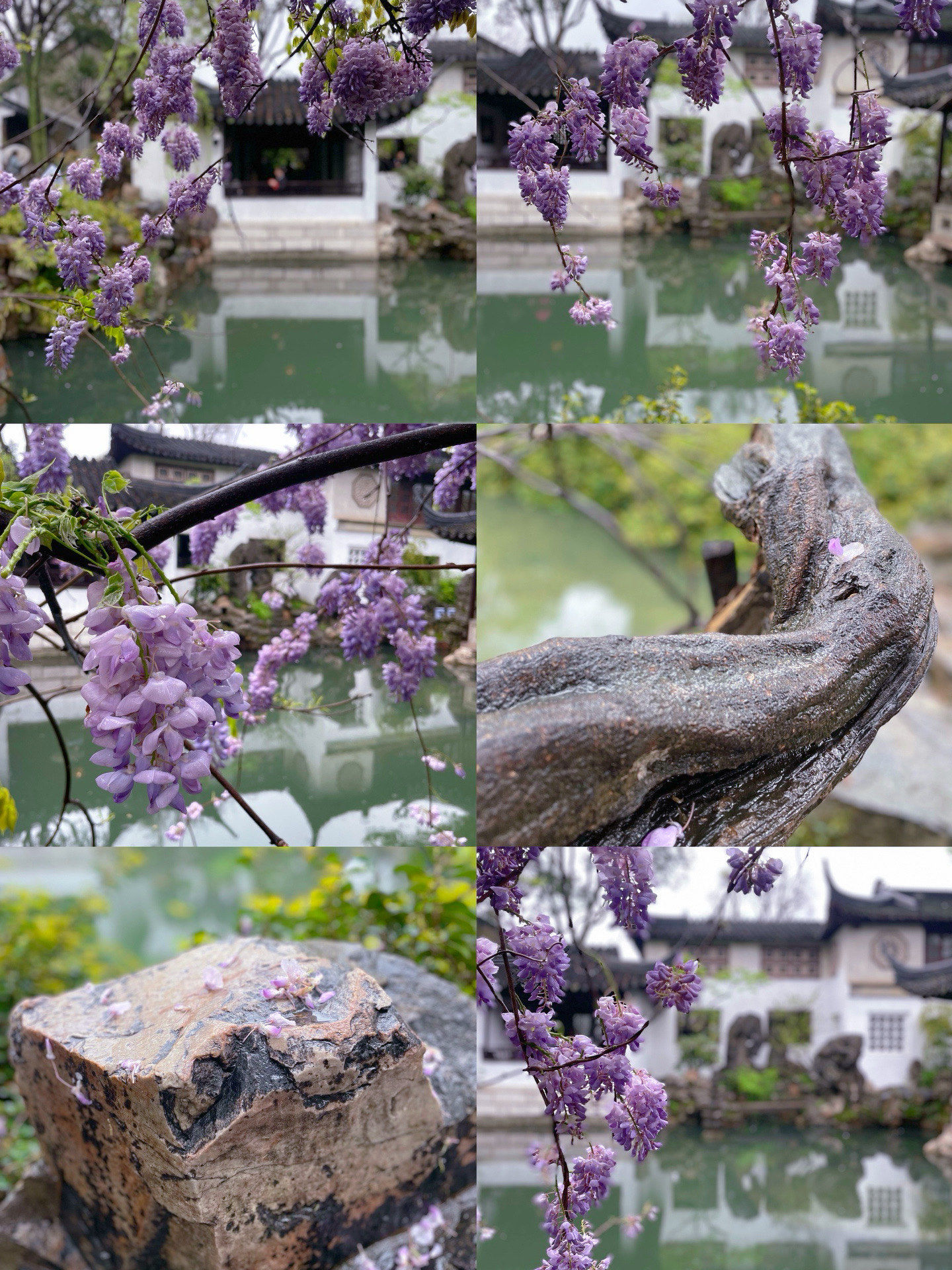 就算人多也要挤进去拍的紫藤花长廊