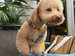 -Grande A'moo(上海万象城店)