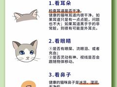 -翊宠yipet猫狗购宠庄园犬舍•猫舍