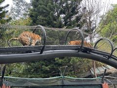 -深圳野生动物园