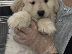 -翊宠yipet猫狗购宠庄园犬舍•猫舍