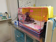 -喜多萌中农锦绣动物医院24H·猫科·牙科MRI·CT