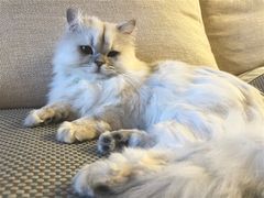 -猫大福·Fortune Cat猫舍(百子湾店)