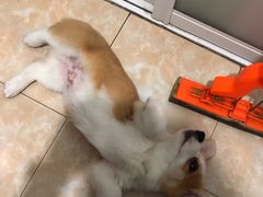 -宠颐生动物医院·心脏科·保险定点(锦阳分院)