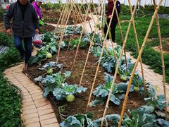 -海上花岛玫瑰园采摘