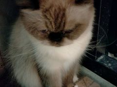 -猫咪博物馆(顶澳仔猫街店)