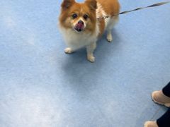 -博特宠物医院24h犬猫全科.骨科·异宠