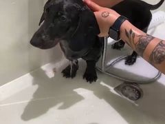 -帕帕拉兹宠物(亚洲旗舰店)