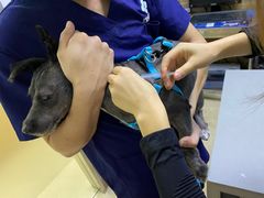 -爱侣宠医·鹦鹉专科·小型哺乳类·异宠专科(灵石路店)