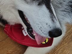 -Husky Go! 哈士奇体验馆·宠物咖啡厅狗咖