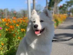 -翊宠yipet猫狗购宠庄园犬舍•猫舍