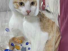 -美联众合动物医院·24h京西诊疗中心