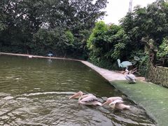 -广州长隆飞鸟乐园