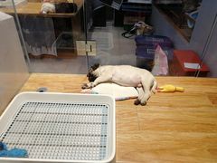 -狗道宠物(常熟印象城店)