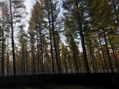 -塞罕坝国家级自然保护区