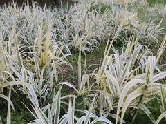 -洋湖国家湿地公园