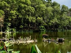 -深圳仙湖植物园