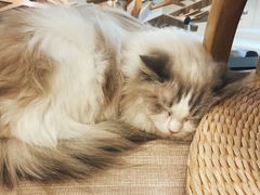 -飞行喵MR PILOT|猫舍·猫咖(静安大融城店)