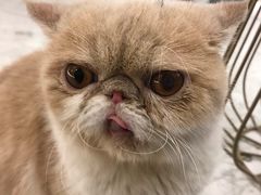-飞行喵MR PILOT|猫舍·猫咖(静安大融城店)