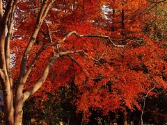 -昆山城市生态森林公园