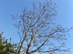 -华侨城湿地公园