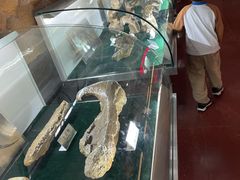 -诸城市恐龙博物馆