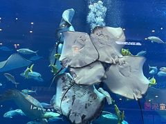 -成都浩海立方海洋公园