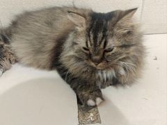-平行世界·猫咖(首经贸店)
