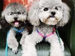 -家有小宠宠物美容(双楠街店)