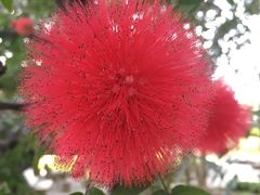 -瑞丽独树成林风景区