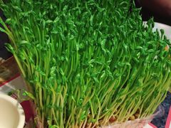 活体豆苗-蜀大侠火锅(森兰花园城店)