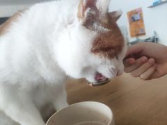 -平行世界·猫咖(首经贸店)