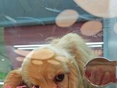 -FAELING PETS美天灵宠物(合生汇店)