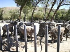 -新疆天山野生动物园