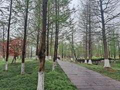 -九科绿洲