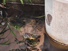 -夹夹大·蟹蟹大排档(财富又一城店)