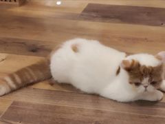 -袖虎·猫馆(体育西路店)