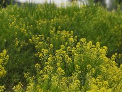 -天津武清北运河郊野公园房车露营地