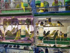 -花鸟鱼虫鲜花绿植市场(玉泉路店)